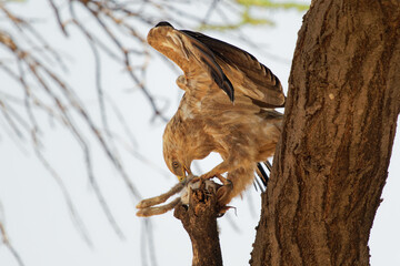 Tawny Eagle - Aquila rapax large bird of prey family Accipitridae, subfamily Aquilinae - booted eagles, Africa and Indian subcontinent,  sitting on the branch with hunted African Savanna Hare
