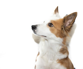 A brown and white Border Collie dog looking to the side, on a white background.