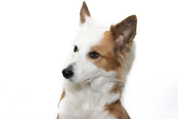 A brown and white Border Collie dog looking to the side, on a white background.