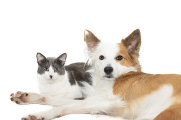 A purebred Border Collie dog and a gray and white cat laying together on a white background. In friendship concept.