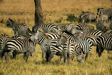 Herd of zebras in the semi-dry field under the sunlight