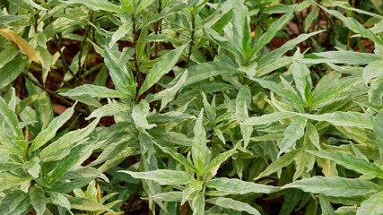 Gandarusa, deer leaf, or Justicia gendarussa growing in the garden.