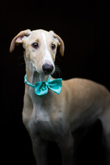 sandfarbener Windhundwelpe mit blauer Schleife