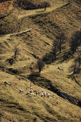 Terraces of the village Chokh. Republic of Dagestan, Russia.
