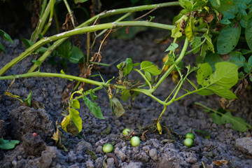 Unripe green potatoes desiree growing on ground and soil. Organic vegetables. Farming and cultivation. Harvest and crop concept. Produce on field. Eco vegetables. Colorado beetleю