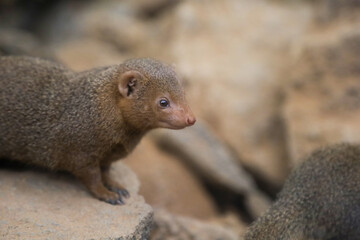 dwarf mongoose in a zoo