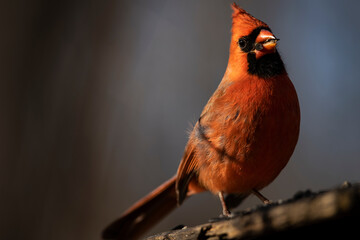 Northern Cardinal Feeding