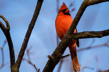 Northern Cardinal Perched on Branch
