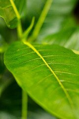 Close up of leaf