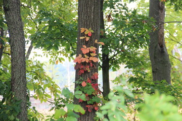 colorful leaves surrounded with greens