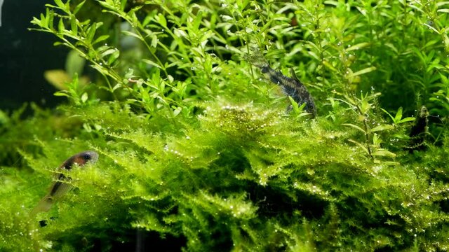 Corydoras catfish, timid freshwater species from acidic blackwater rivers rest among healthy tropical vegetation in iwagumi Amano style freshwater aquascape, plants oxygenate