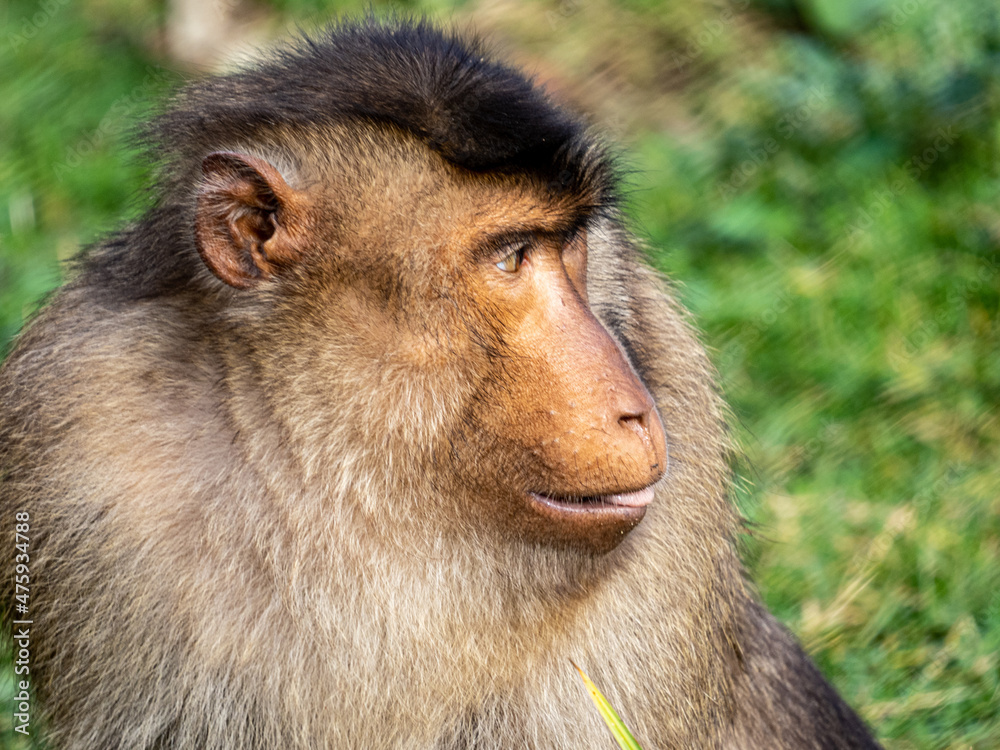 Sticker Closeup shot of a monkey on the grass during the daytime