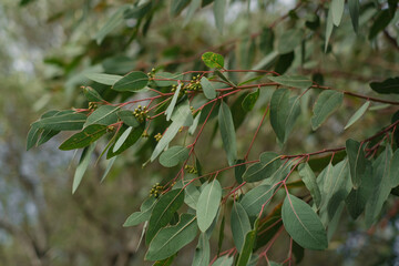 Eucalyptus tree branch,evergreen plants nature
