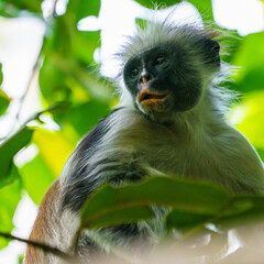 Gereza czerwona RED COLUBUS Zanzibar 3 © FotoArt MP