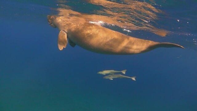Dugong dives from the surface of the sea underwater, slow motion