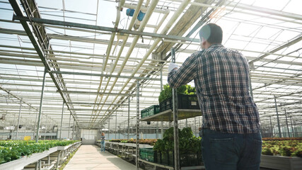 Agricultural businessman pushing box with organic salad harvesting cultivated green vegetables in greenhouse preparing for agronomy production using hydroponics system. Concept of agriculture