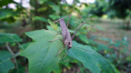 Grasshoppers on eggplant leaves are natural in the garden.