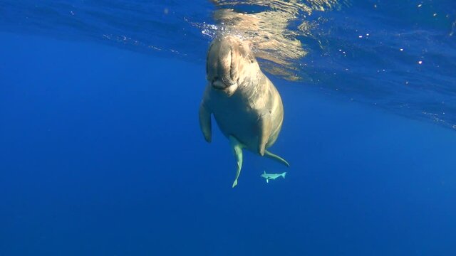 Dugong breathes at the surface of the sea underwater, slow motion