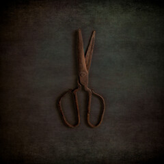 Still life with vintage rusty scissors for sheep shearing, on rustic grunge background. Top view,...