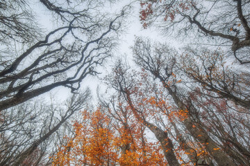 Background of tree branches. Bottom view. Late autumn, winter in the forest.