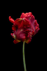 Red big dutch parrot tulip flower close up. Isolated on black background