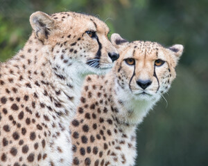 A pair of cheetahs