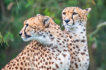 A pair of cheetahs