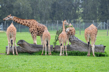 Rothschild giraffe at feeding time