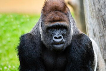 Male Silverback Western Low Land Gorilla