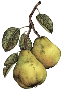 recommend clip art: Pears - clip art in vintage style isolated on white background