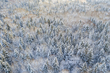 Drone shot flying on winter forest,  aerial bird-eye view