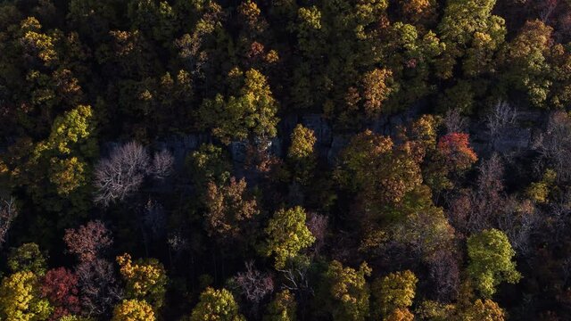 Aerial of Autumn Leaves in the Wilderness at Sunset