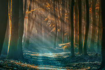 Belle vue sur une forêt sombre et mystérieuse avec de vieux arbres au coucher du soleil avec une route forestière non pavée
