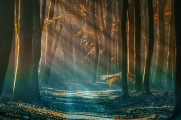 Fotobehang Bos Prachtig uitzicht op een donker mysterieus bos met oude bomen bij zonsondergang met onverharde bosweg