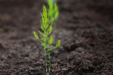Young small sprouts of asparagus of the first year of life grown from seeds
