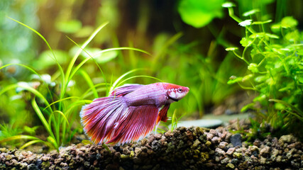 Betta fish of pinkish white color with a purple tinge in an aquarium with green plants.Animal...