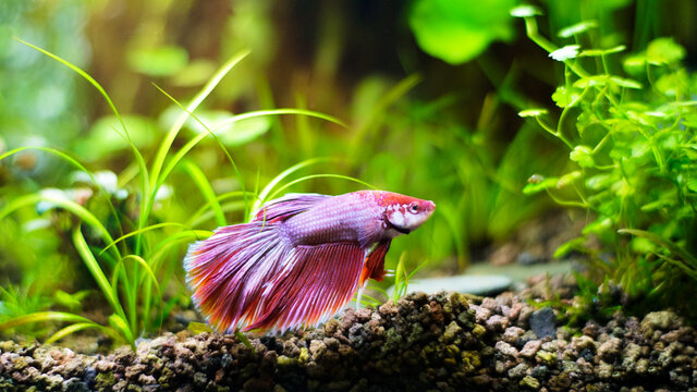 Betta fish of pinkish white color with a purple tinge in an aquarium with green plants.Animal aquascaping photography with a focus gradient and soft background.