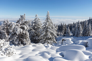 Winter landscape of Vitosha Mountain, Bulgaria