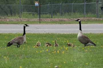 Family  of Canadian Geese