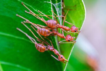 red ant, ant action team work for build a nest,ant on green leaf in garden among green leaves blur background, selective eye focus and black backgound, macro
