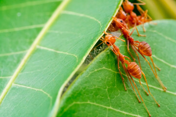 red ant, ant action team work for build a nest,ant on green leaf in garden among green leaves blur...