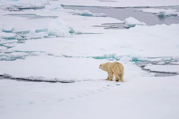  Polar bear on the polar ice cap in the daylight © Pete Bird/Wirestock
