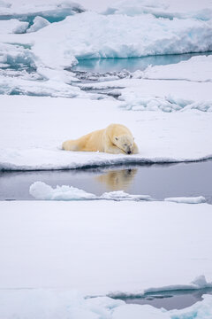 Vertical Shot Of A Polar Bear Lying On The Polar Ice Cap In The Daylight