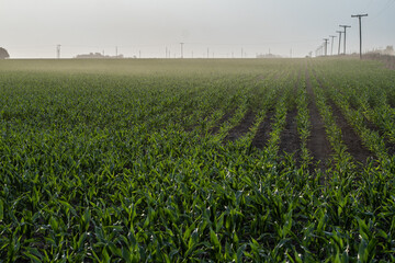Green young cornfield in Santa Fe, Argentina