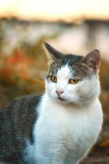 The   homeless l cat