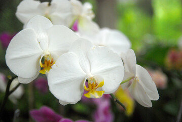 Fototapeta na wymiar close-up of white orchid