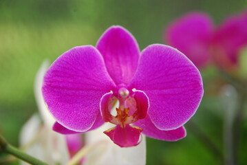 close-up of pink orchid