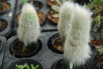 Beautiful cactus flower .cactus close up