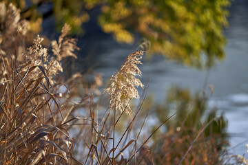 Selective focus shot of Scirpus growing in the shore of the lake © Chris Forrer/Wirestock