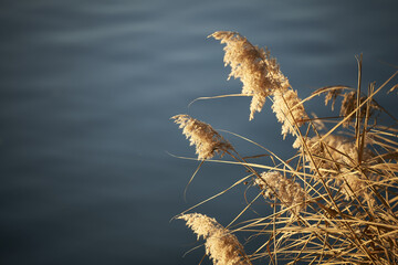 Selective focus shot of Scirpus growing in the shore of the lake © Chris Forrer/Wirestock